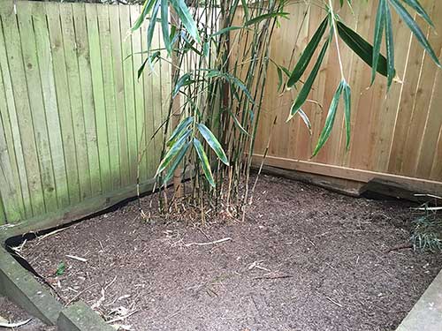 Bamboo Control: How To Get Rid Of Bamboo