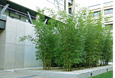 Bamboo Planted in a Commercial Setting