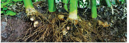 Bamboo Rhizomes in Ground